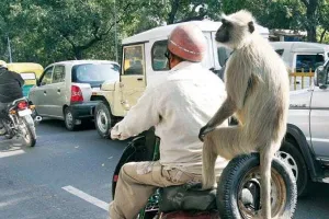 Why Delhi CM Rekha Gupta wants to employ  mimic of langur?