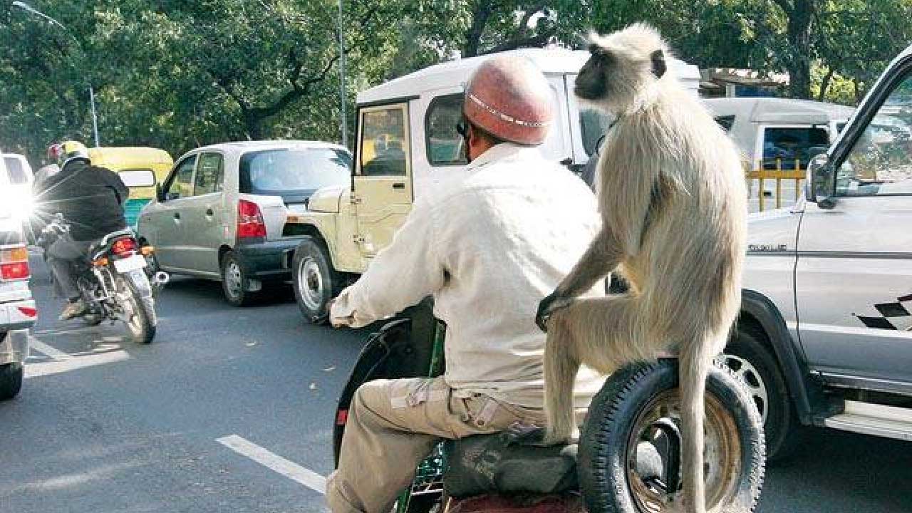 Why Delhi CM Rekha Gupta wants to employ  mimic of langur?
