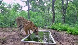 Tiger Zinda Hai in Gujarat: Know How It Vanished in the Past 