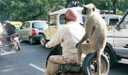 Why Delhi CM Rekha Gupta wants to employ  mimic of langur?