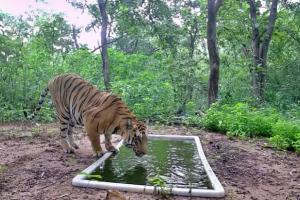 Tiger Zinda Hai in Gujarat: Know How It Vanished in the Past 